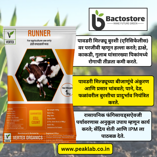 अँपेलोमायसीज क्विस्क्वालिसचे तीन प्रमुख उपयोग