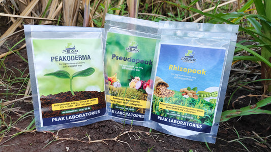 सोयाबीन / भुईमुग/ इतर बियाणे बीजप्रक्रिया कीट  100 G X 3 PACKETS  (FREE HOME DELIVERY)