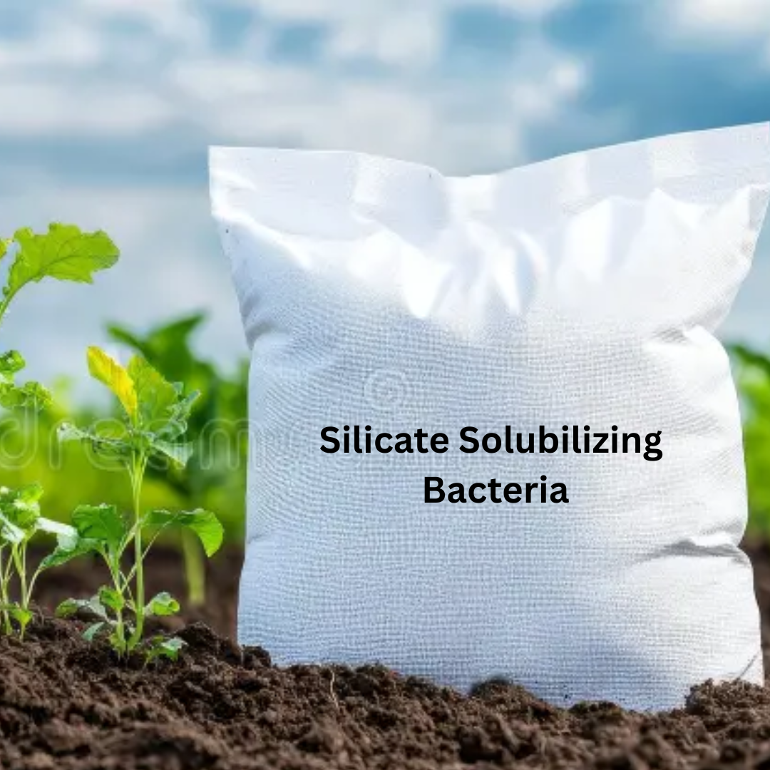 Silicate Solubilizing Bacteria Powder Formulation (Water Insoluble) Talc Based Powder