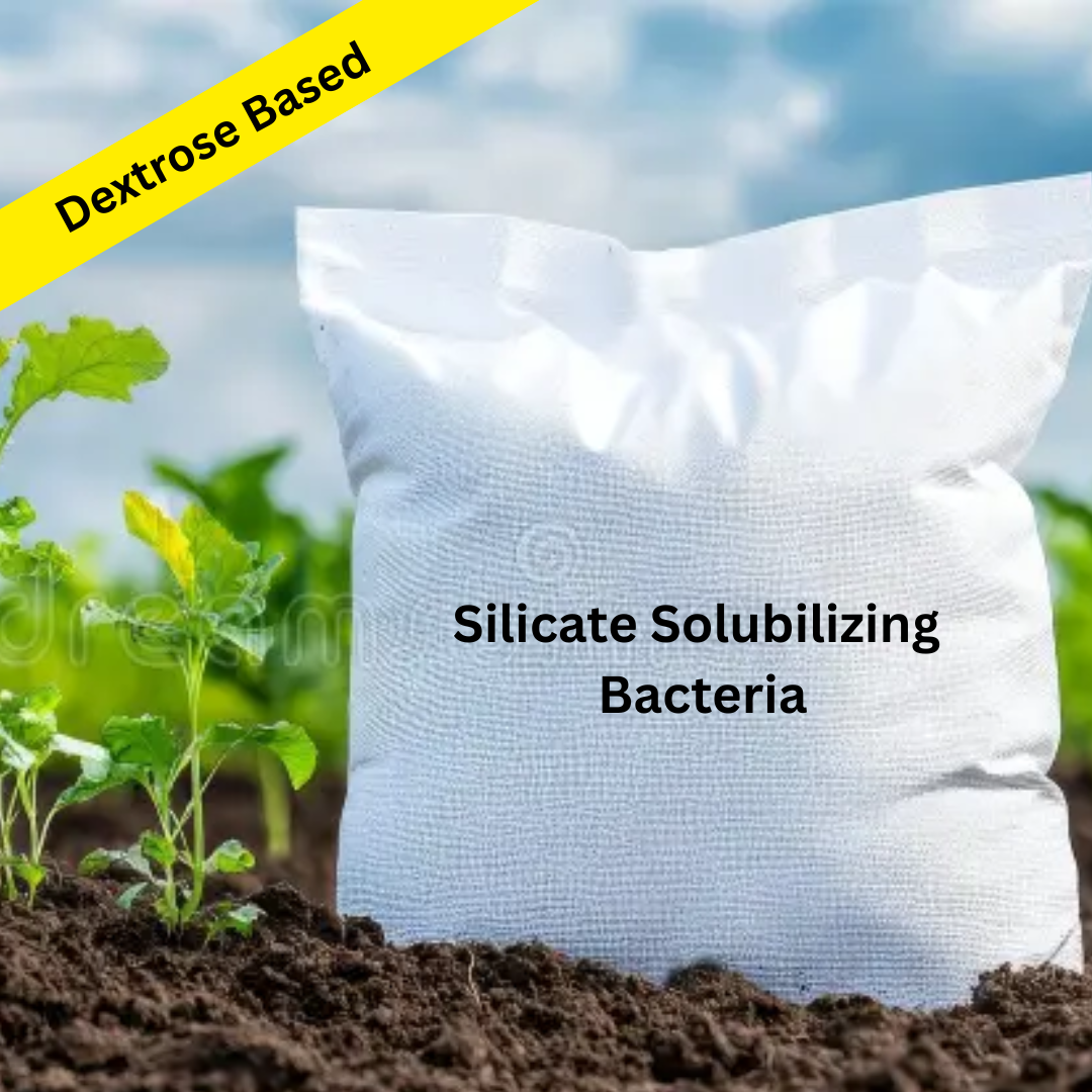 Dextrose based Silicate Solubilizing Bacteria Powder Formulation (Water Soluble)