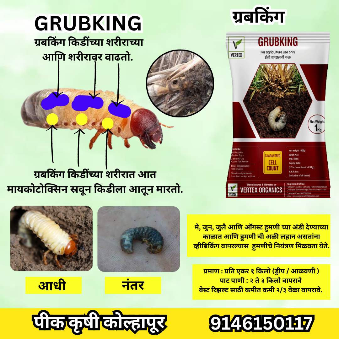ऊस पिकासाठी जीवाणू खते कीट Sugarcane Biofertilizer Kit  Free Shipping