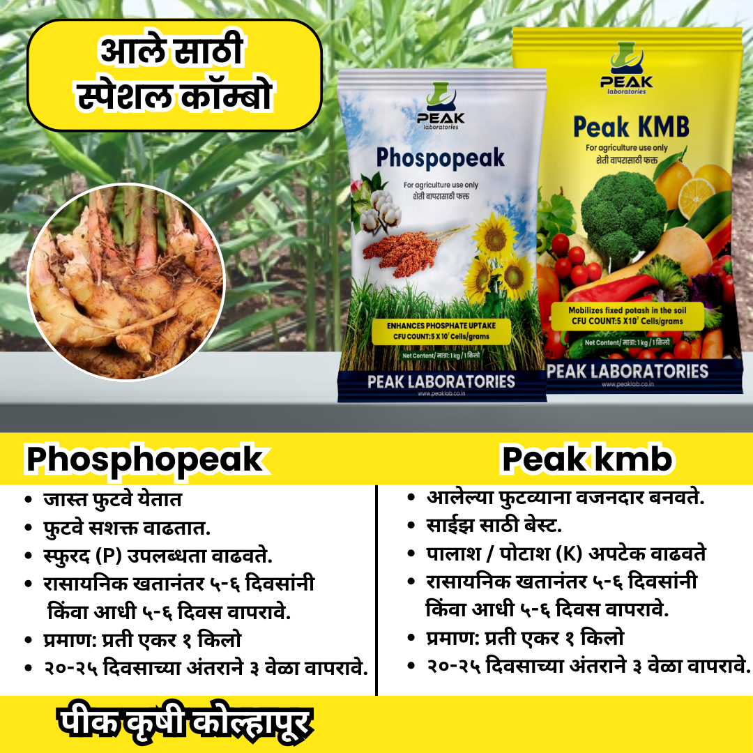 आले कॉम्बो Biofertilizer Combo for Ginger FREE SHIPPING