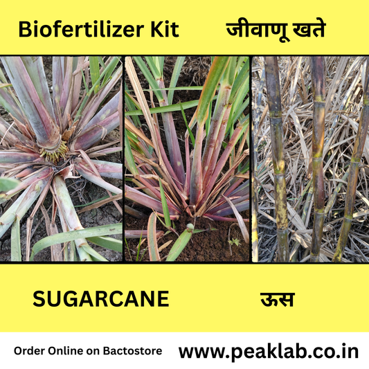 ऊस पिकासाठी जीवाणू खते कीट Sugarcane Biofertilizer Kit  Free Shipping