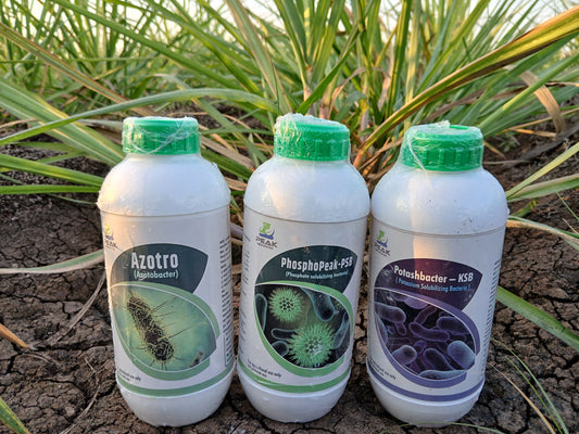 एनपीके बॅक्टेरिया कॉम्बो: अॅझोटोबॅक्टर +पीएसबी + केएमबी लिक्विड