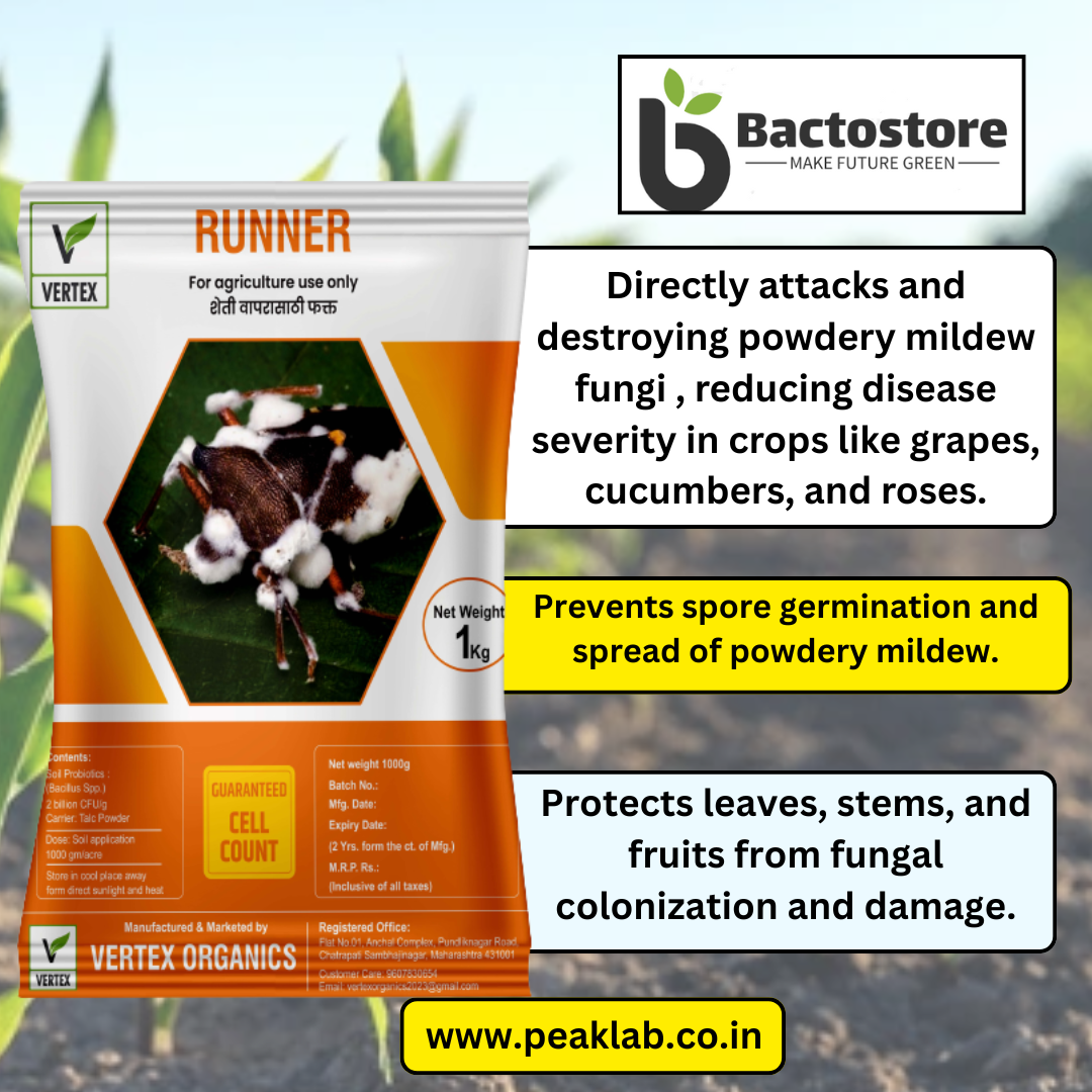 Runner 1 Kg Packet (Talc)