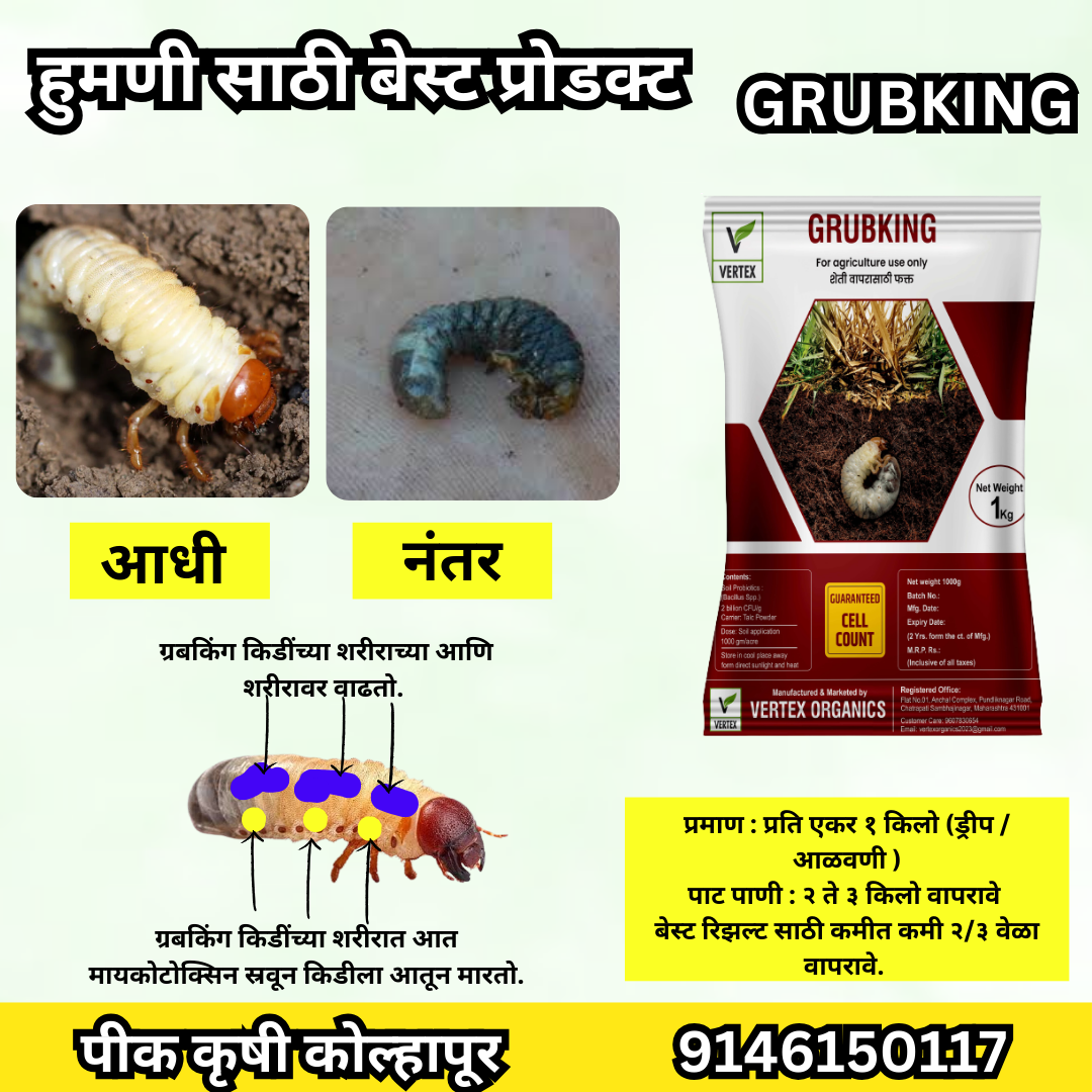 ग्रबकिंग: व्हाइट ग्रब मानवी स्पेशल 1 किलोग्राम पैक (डेक्सट्रोज़)