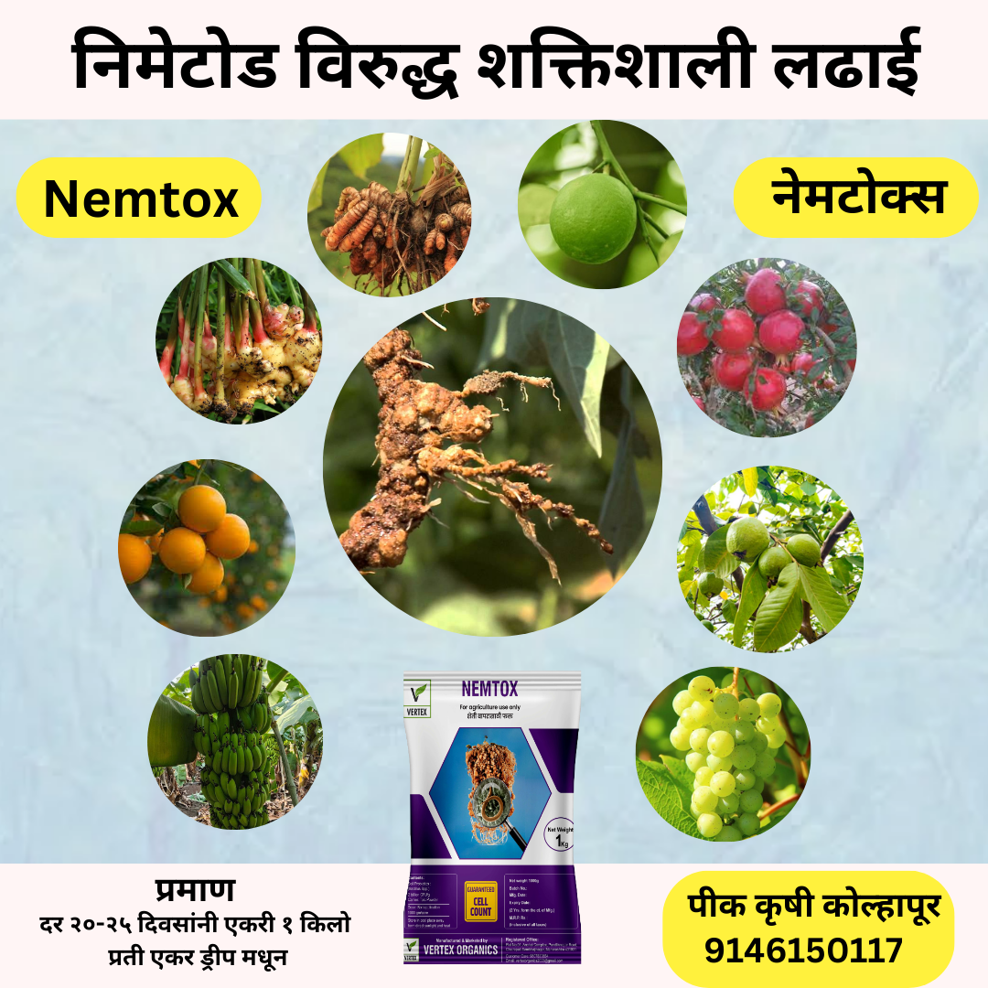 NEMTOX 1 किलोग्राम पैकेट (टैल्क)
