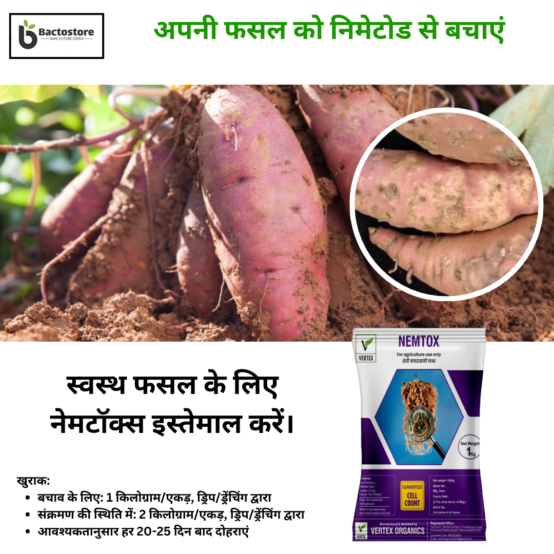 Nematode control in Sweet Potato