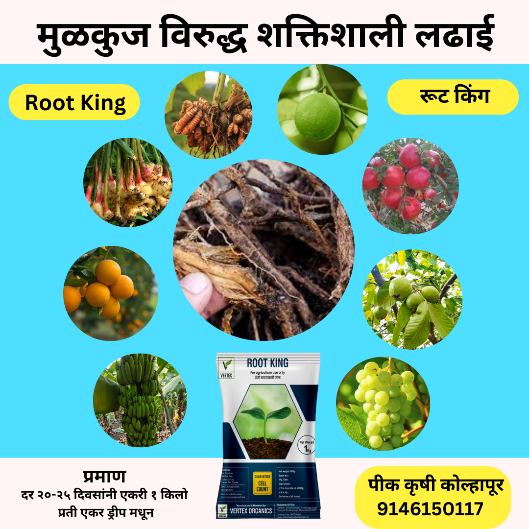 रूट किंग 1 किलो पैकेट (टैल्क)
