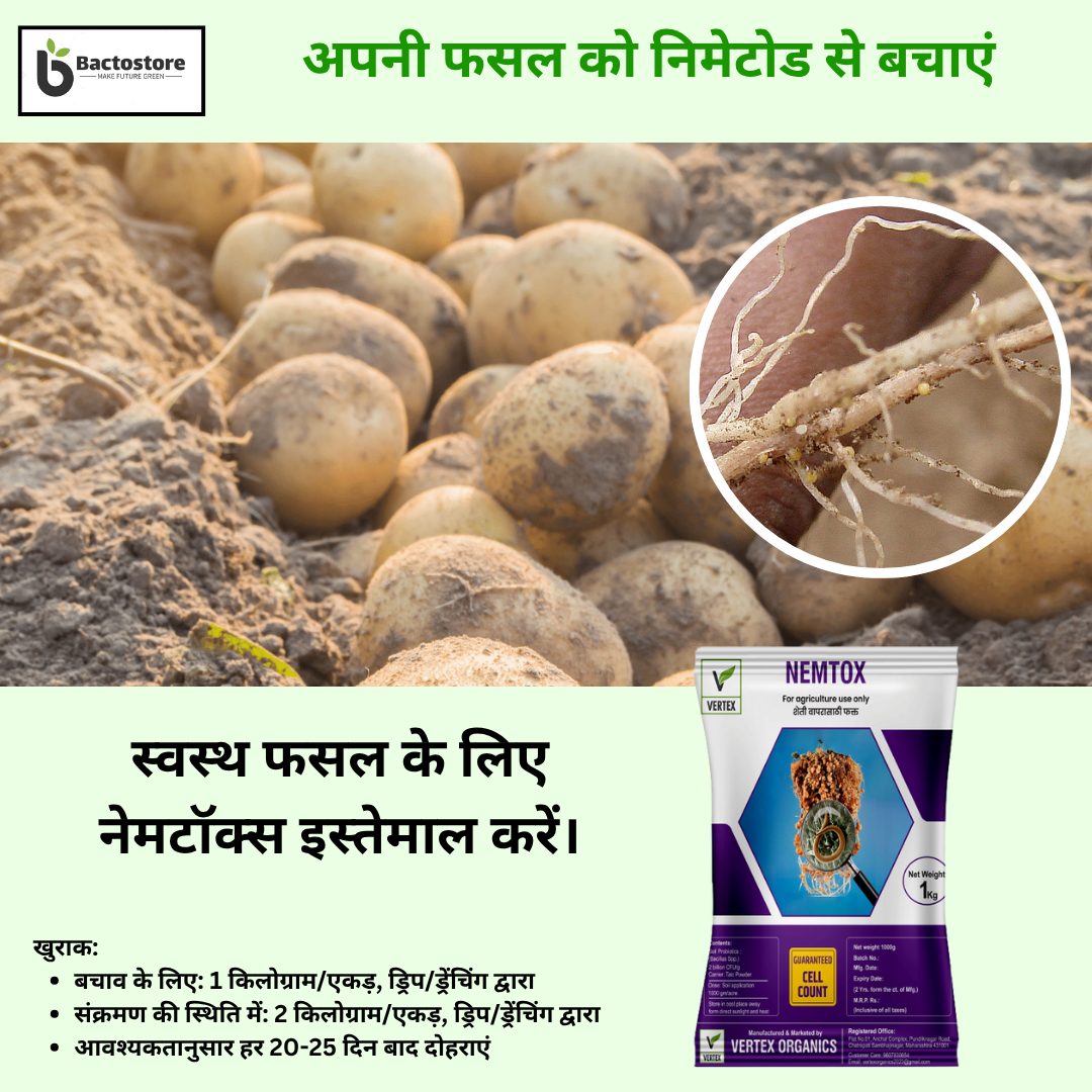 Root-Knot Nematode control in Potato