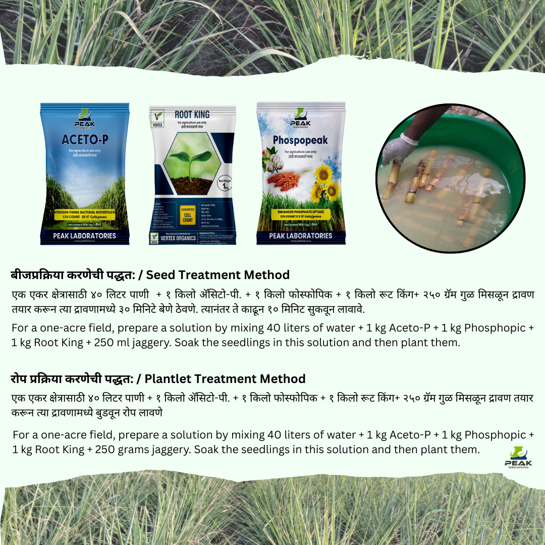 ऊस पिकासाठी जीवाणू खते कीट Sugarcane Biofertilizer Kit  Free Shipping