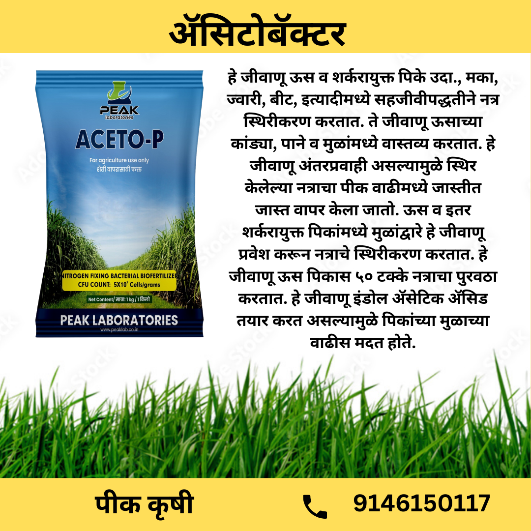 ಅಸಿಟೋ-ಪಿ: ಅಸಿಟೋಬ್ಯಾಕ್ಟರ್ (ಡೆಕ್ಸ್ಟ್ರೋಸ್)