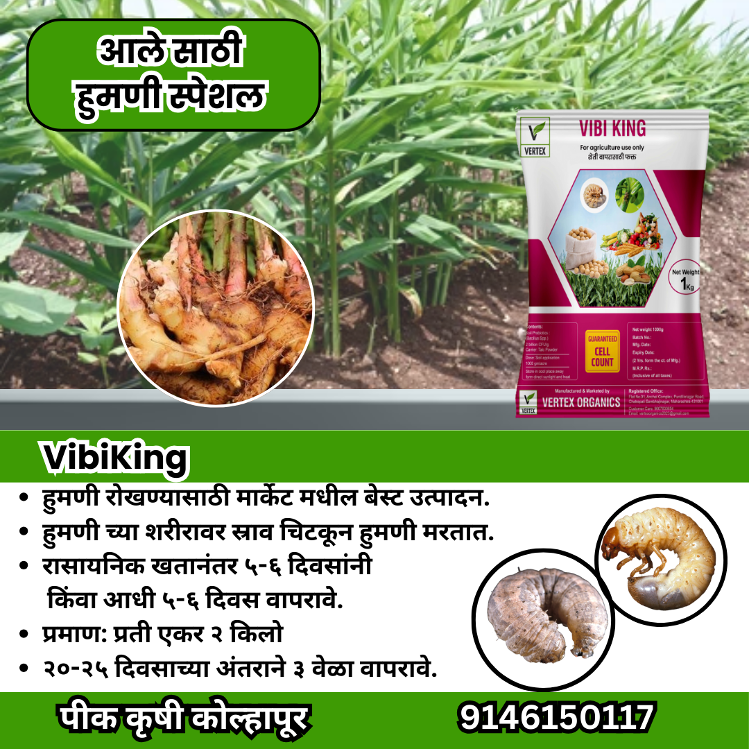 आले कॉम्बो Biofertilizer Combo for Ginger FREE SHIPPING
