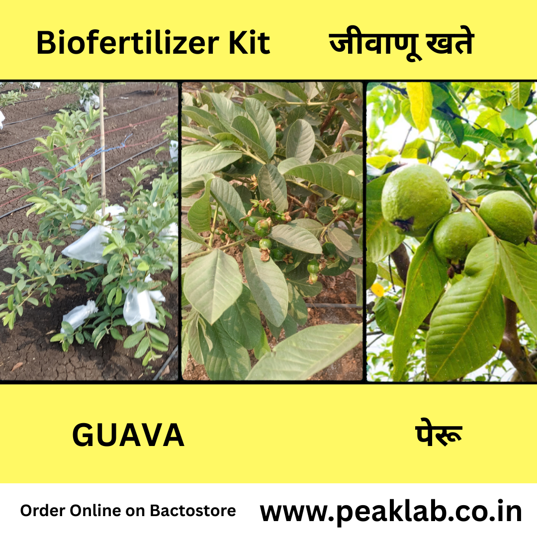 Guava Biofertilizer Kit पेरू जीवाणू खते कीट