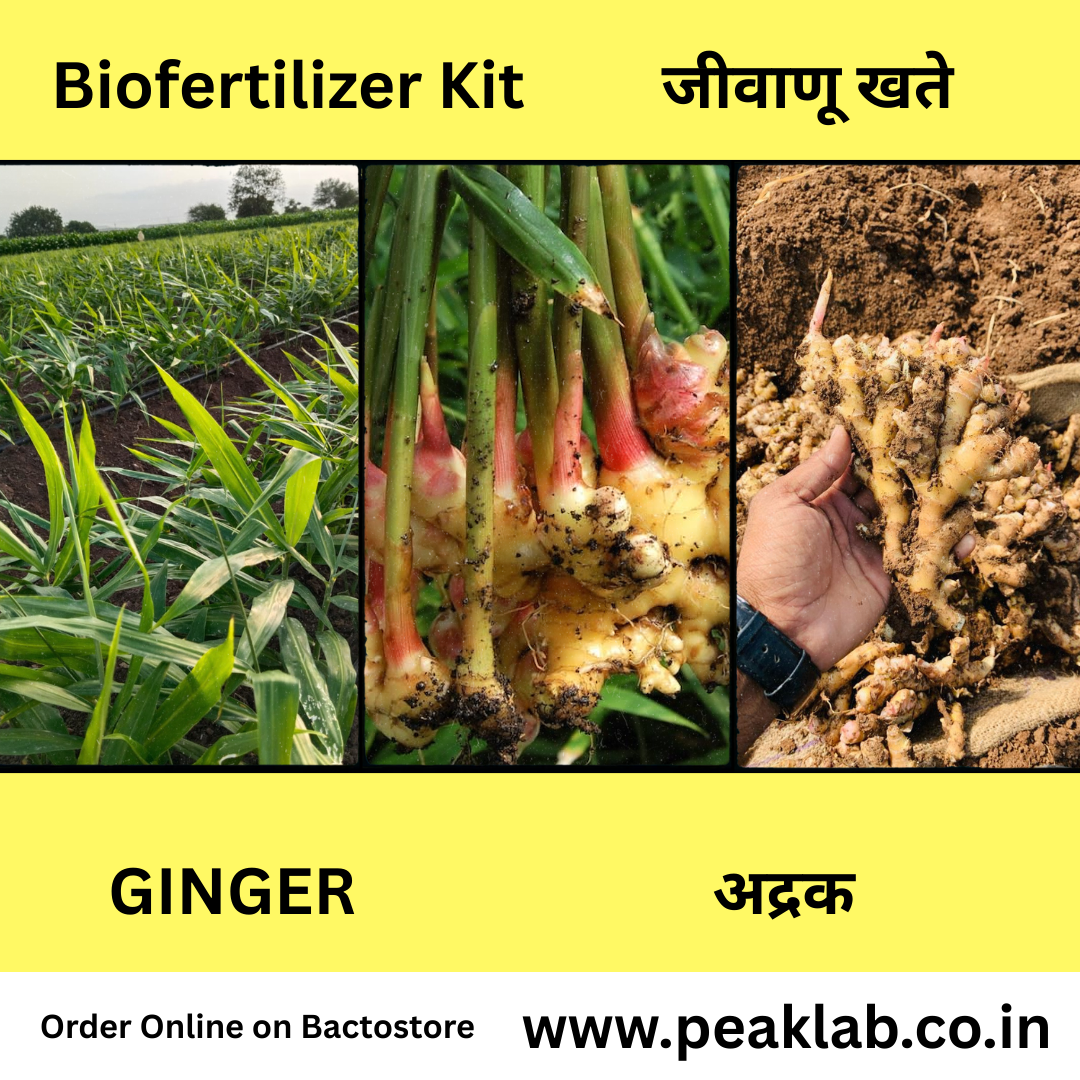 आले कॉम्बो Biofertilizer Combo for Ginger FREE SHIPPING