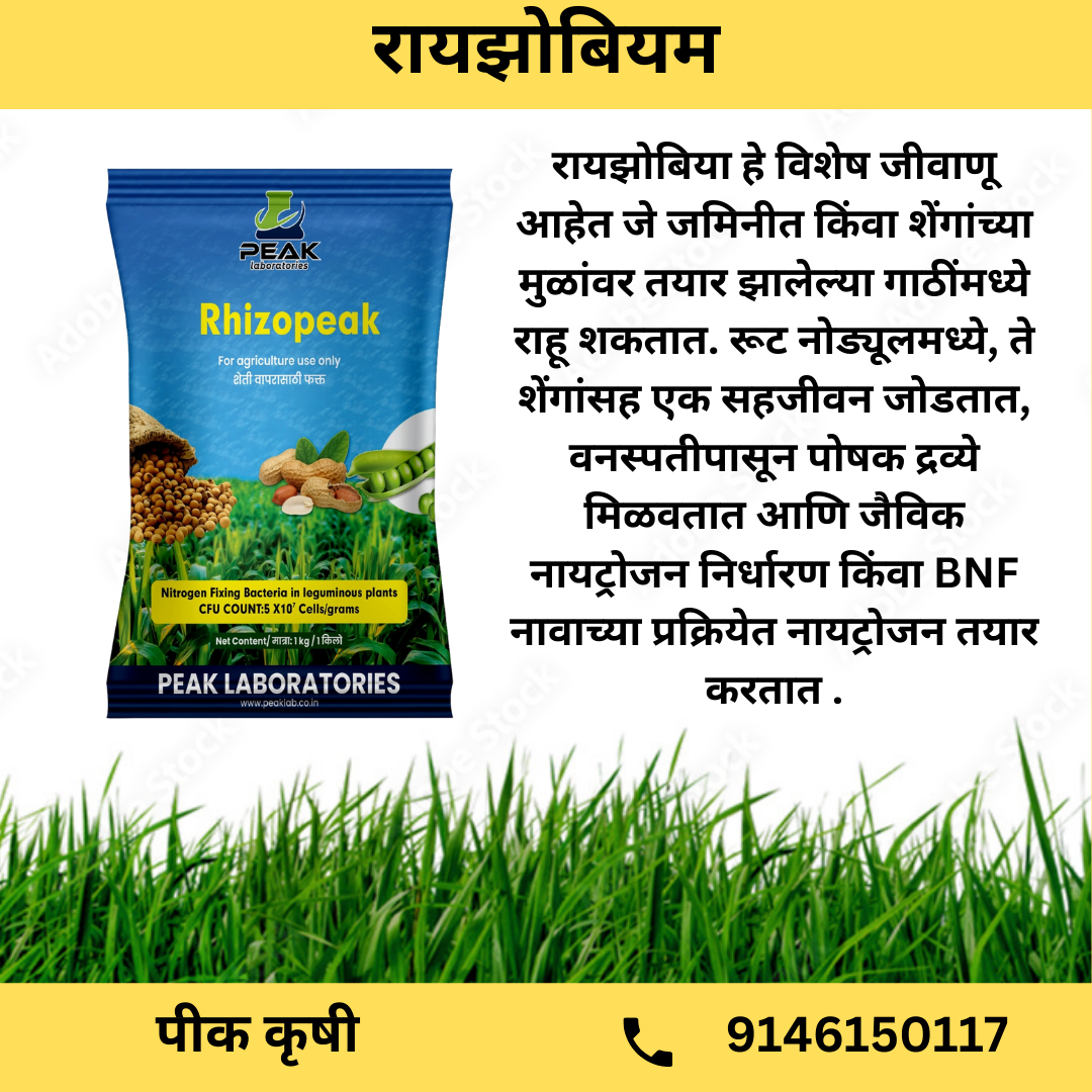 रायझोबियम जीवाणू टाल्क पावडर बेस