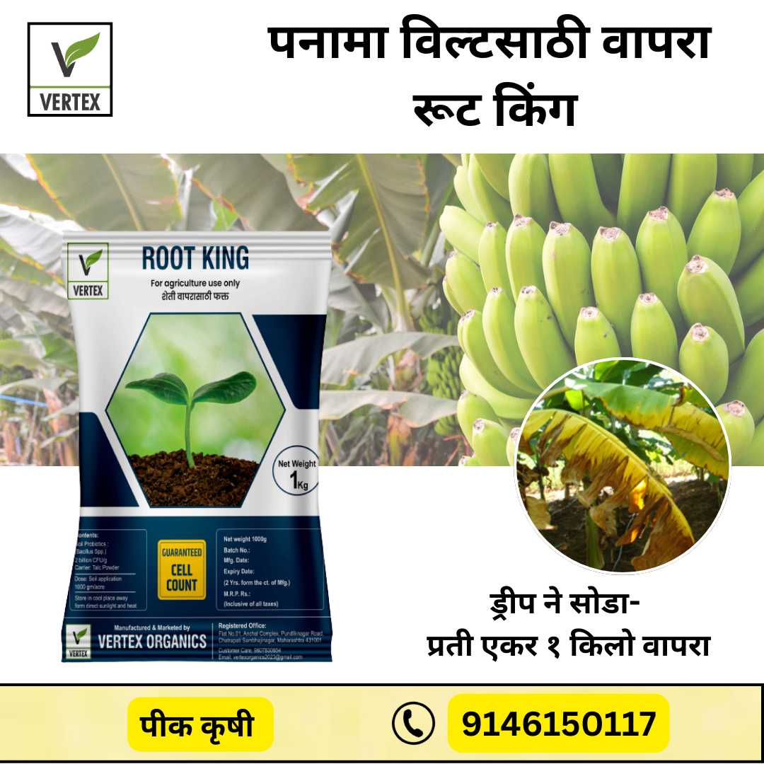 केळी साठी जीवाणू कीट / Banana Biofertilizer Kit FREE SHIPPING