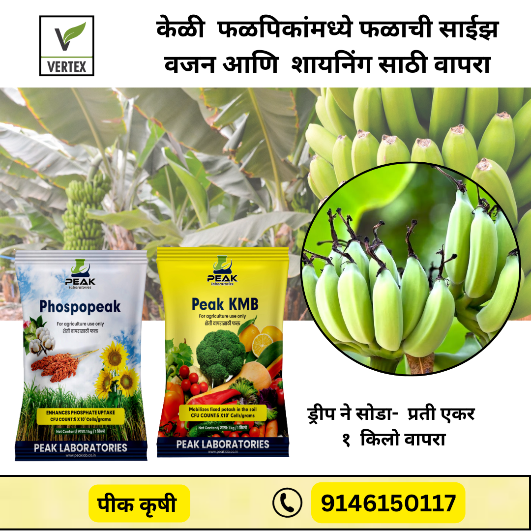 केळी साठी जीवाणू कीट / Banana Biofertilizer Kit FREE SHIPPING