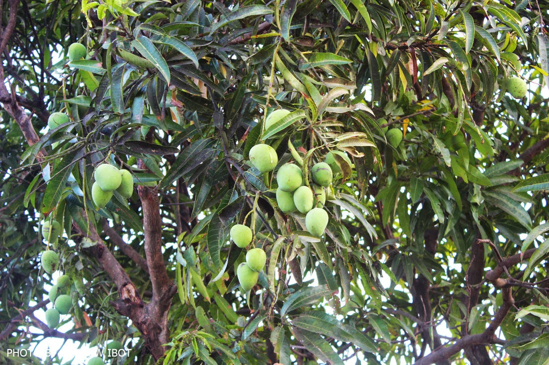 Streptomyces Lydicus for Mango Nutrient Uptake