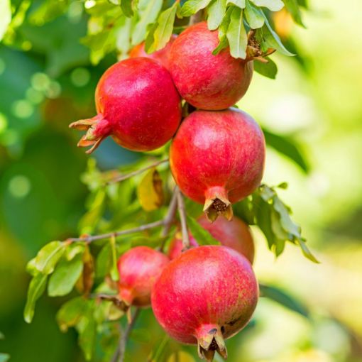 Streptomyces Lydicus Manufacturer for Pomegranate Biofungicide