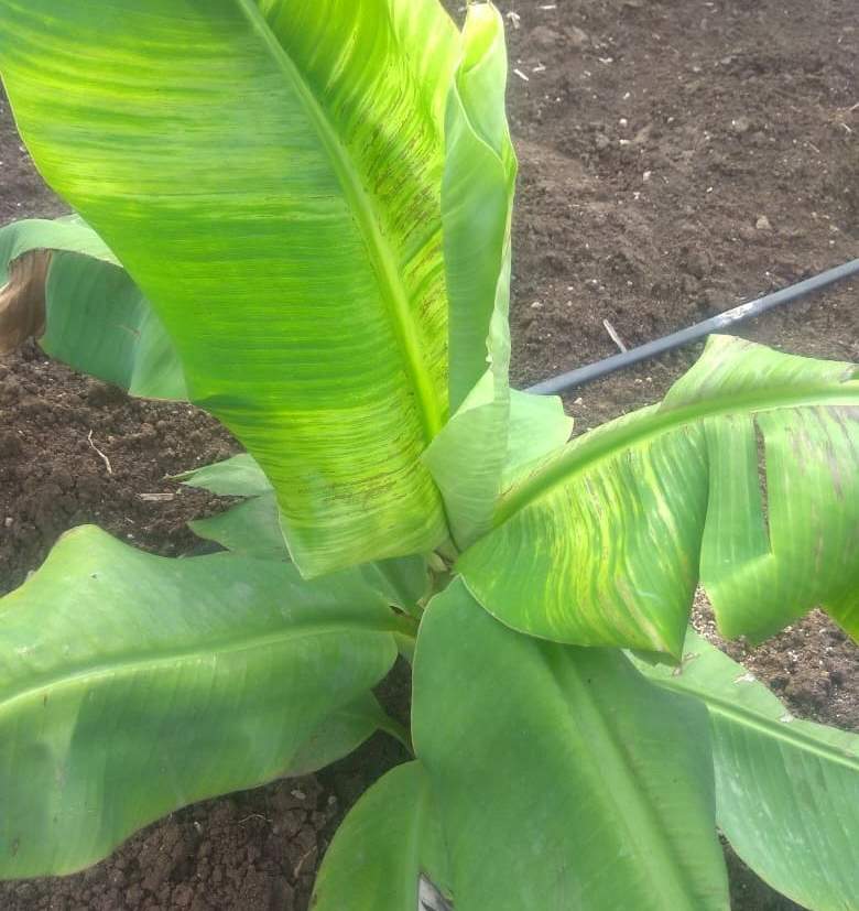 Managing Collar Rot in Banana Naturally