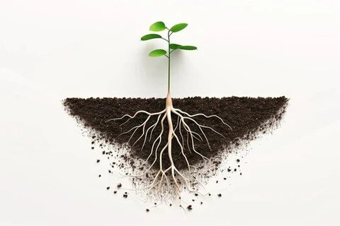 How to use NPK-Zn consortia