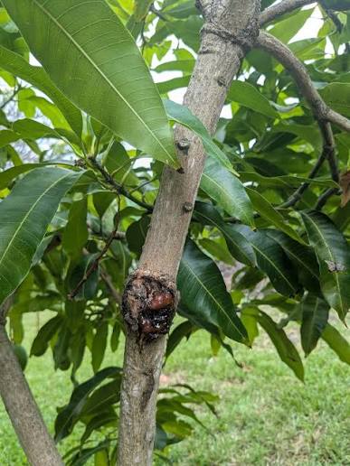 Streptomyces Lydicus for Mango Root Disease Management