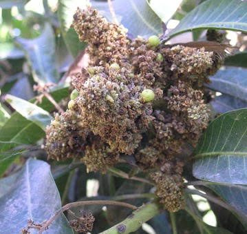 Streptomyces Lydicus for Fusarium in Mango
