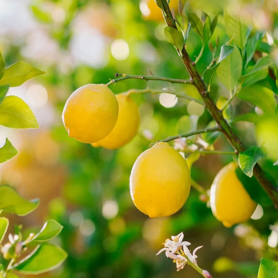 Benefits of Streptomyces Lydicus for Citrus Plants