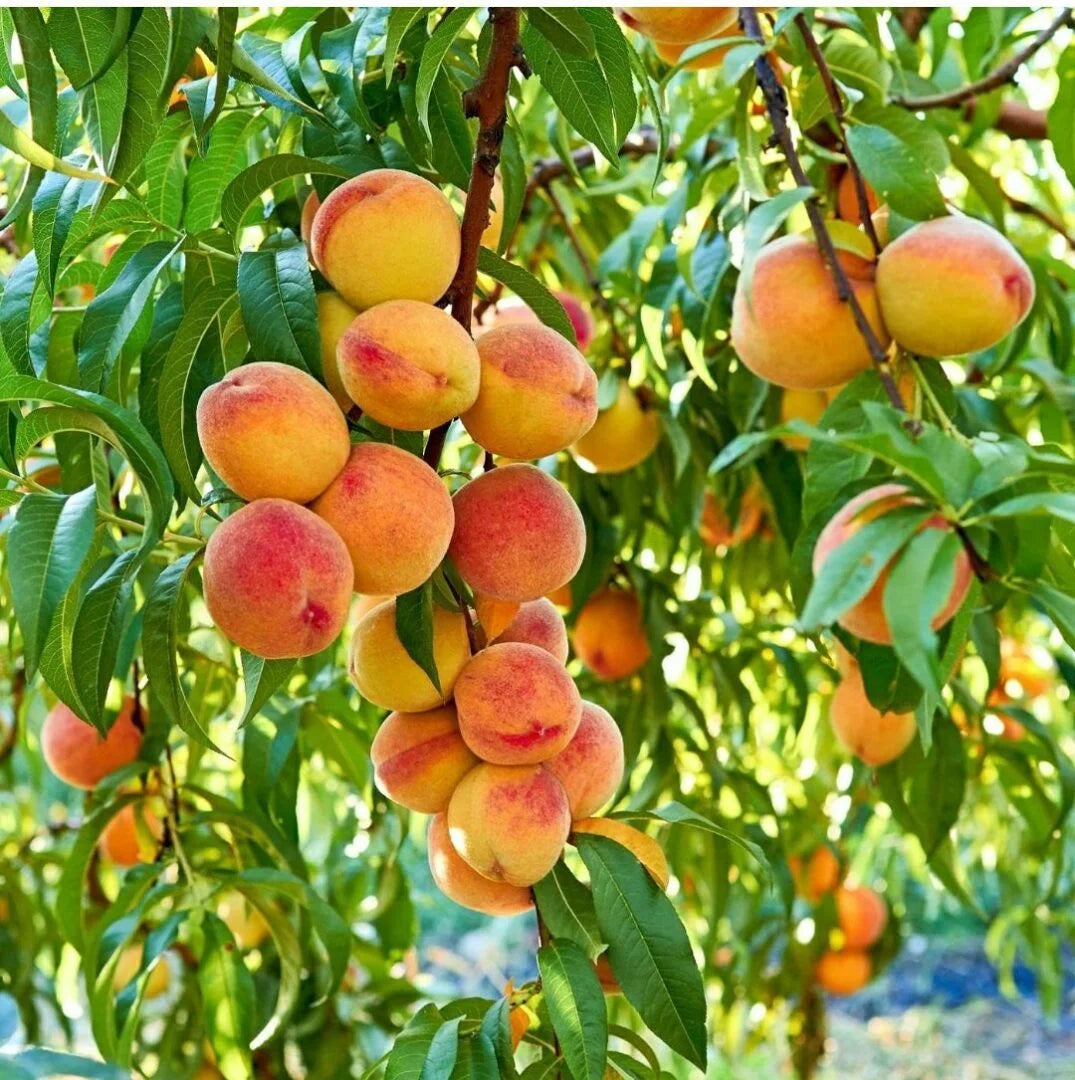 Trichoderma Pseudomonas Bacillus for Peach