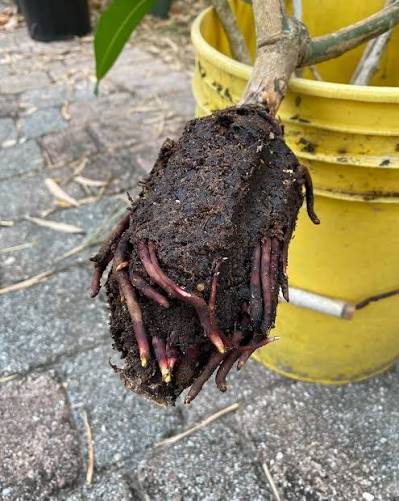 Streptomyces Lydicus for Healthy Mango Roots