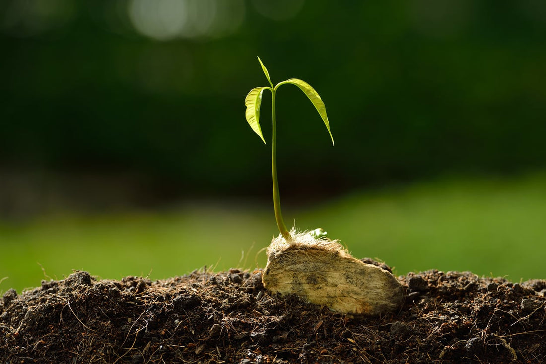 Streptomyces Lydicus for Mango Soil Health