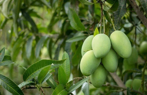 Streptomyces Lydicus for Mango Fruit Set