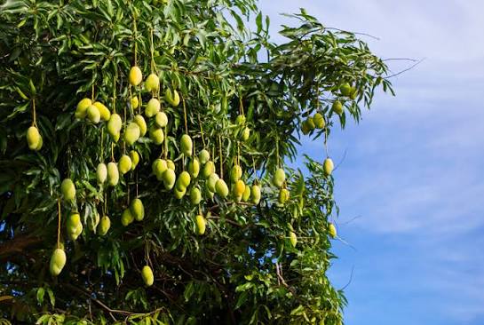 Streptomyces Lydicus for Sustainable Mango Farming
