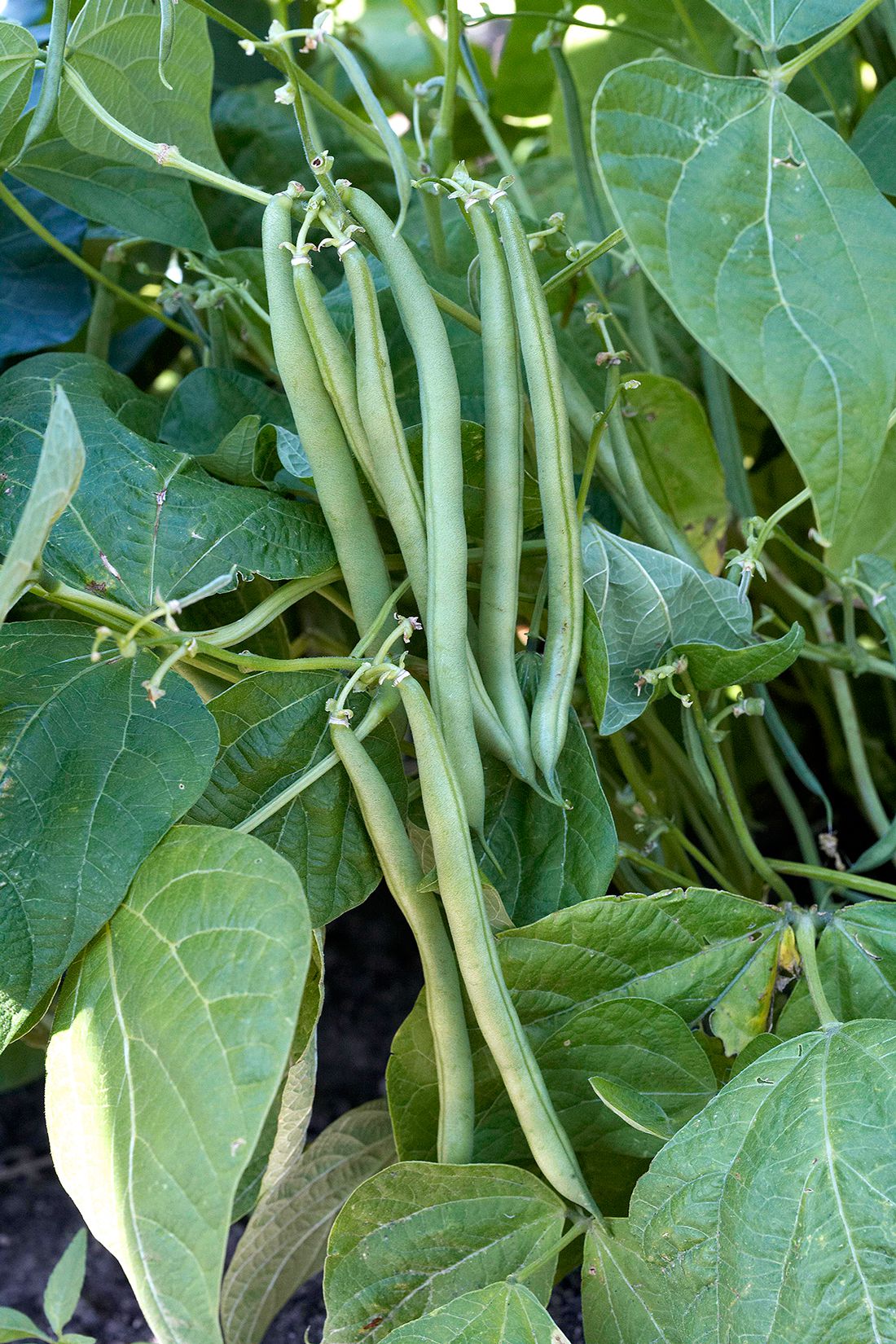 Trichoderma Pseudomonas Bacillus for French Bean
