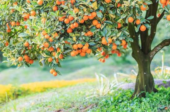 Streptomyces Lydicus for Citrus Tree Health