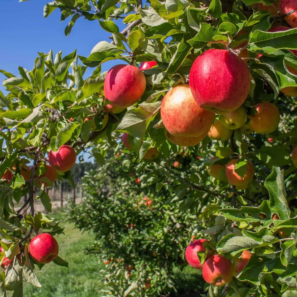 Streptomyces Lydicus for Apple Transplant Protection