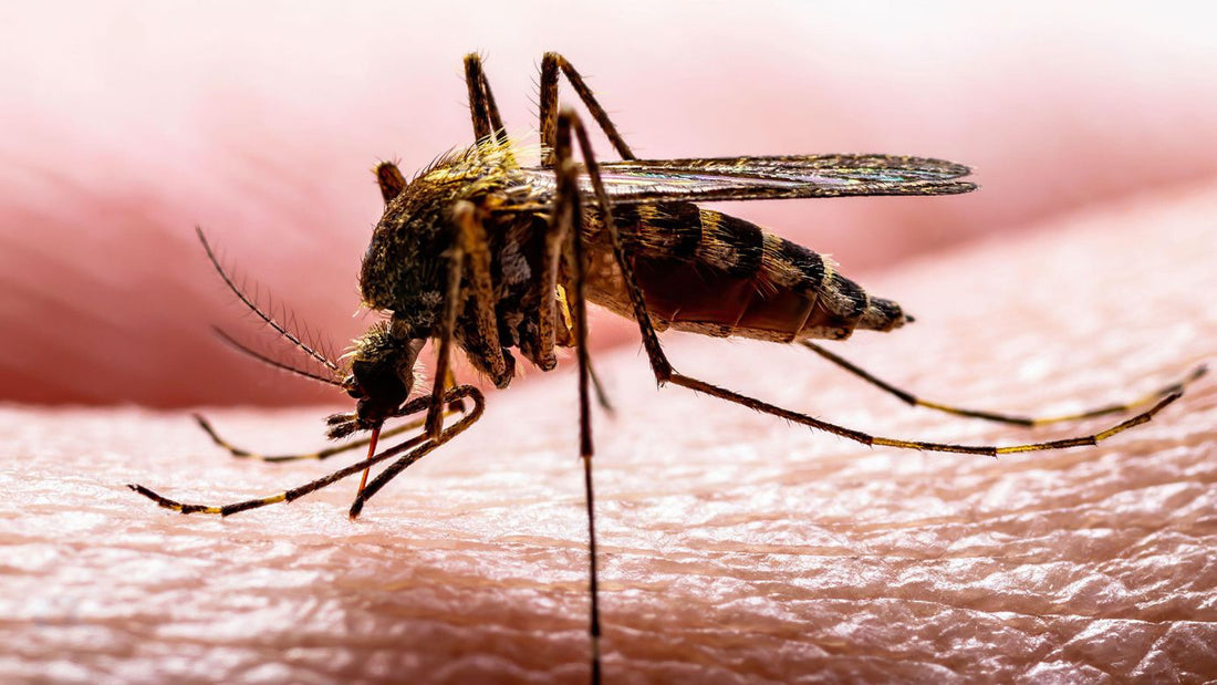 Mosquito Lifecycle: Stop Them Before They Bite with Bti