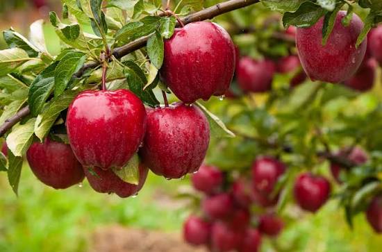Streptomyces Lydicus for Apple Disease Prevention