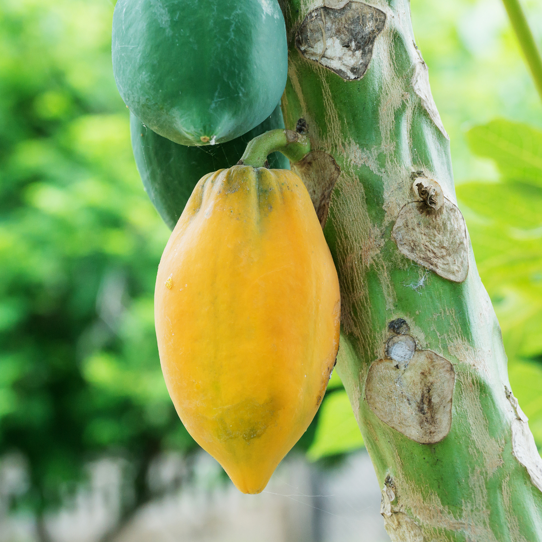 Trichoderma Pseudomonas Bacillus for Papaya