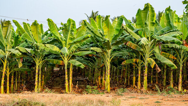Better Fruit Quality in Banana