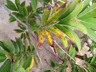 Streptomyces Lydicus for Mango Stem-End Rot