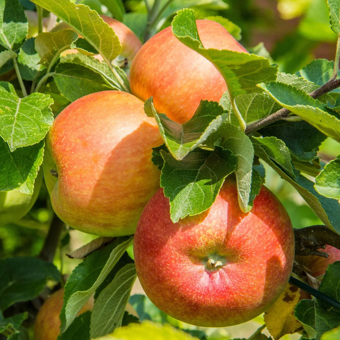 Streptomyces Lydicus for Apple Tree Health