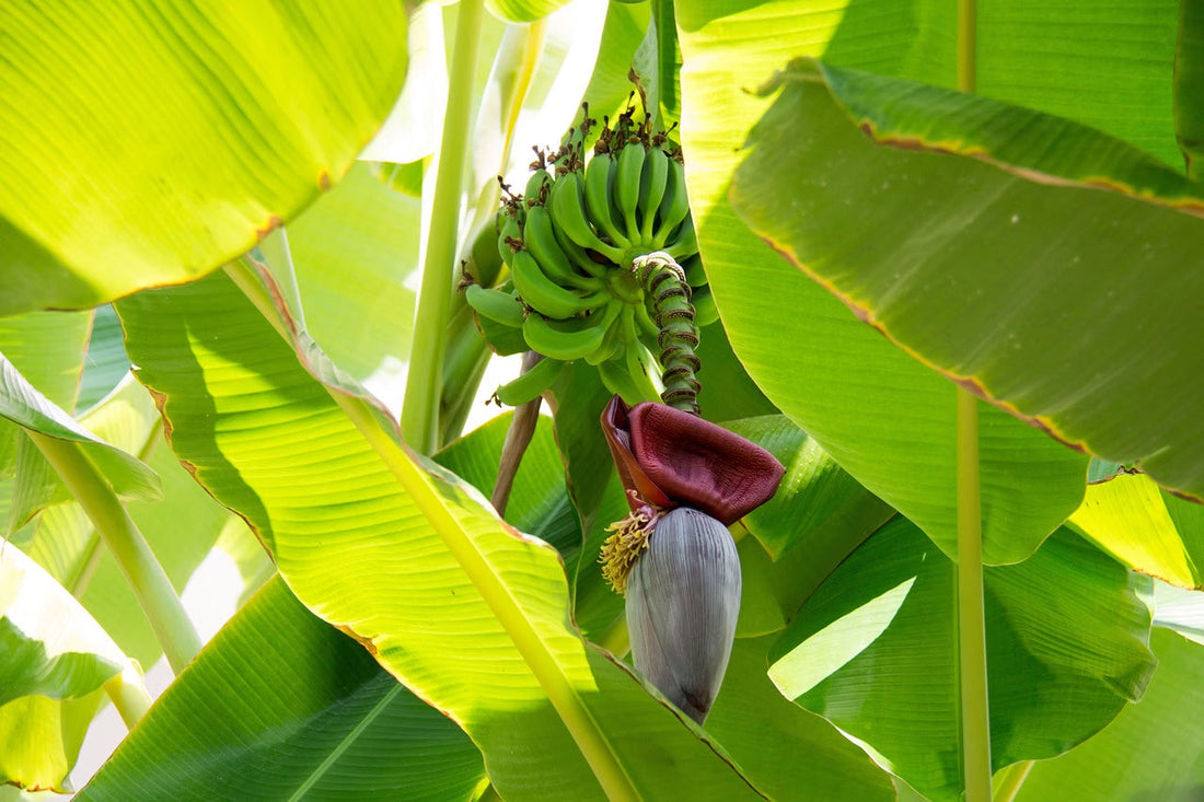 Biological Disease Control in Banana Farming