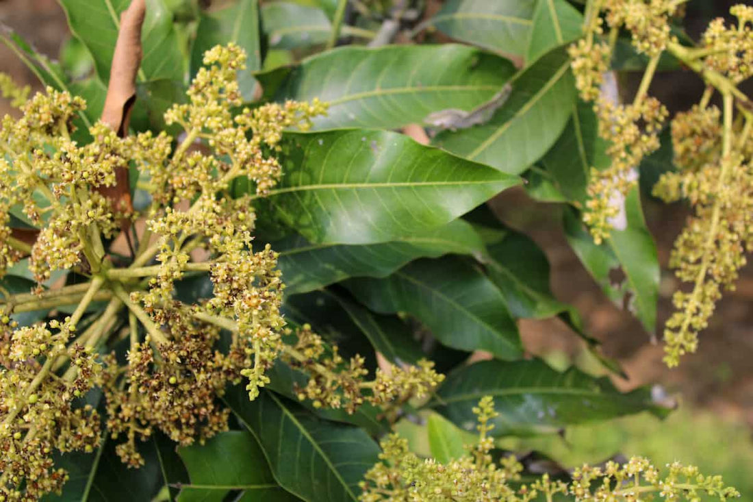 Streptomyces Lydicus for Mango Flowering