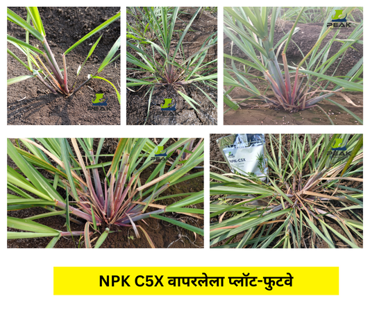 #NPK C5X पाटपाण्याने कसे सोडावे? फुटव्यासाठी बेस्ट रिझल्ट
