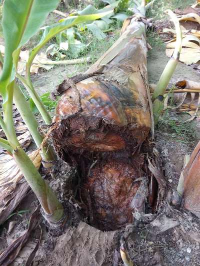 Banana Root Disease Prevention