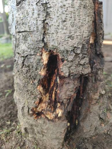 Streptomyces Lydicus for Collar Rot in Mango