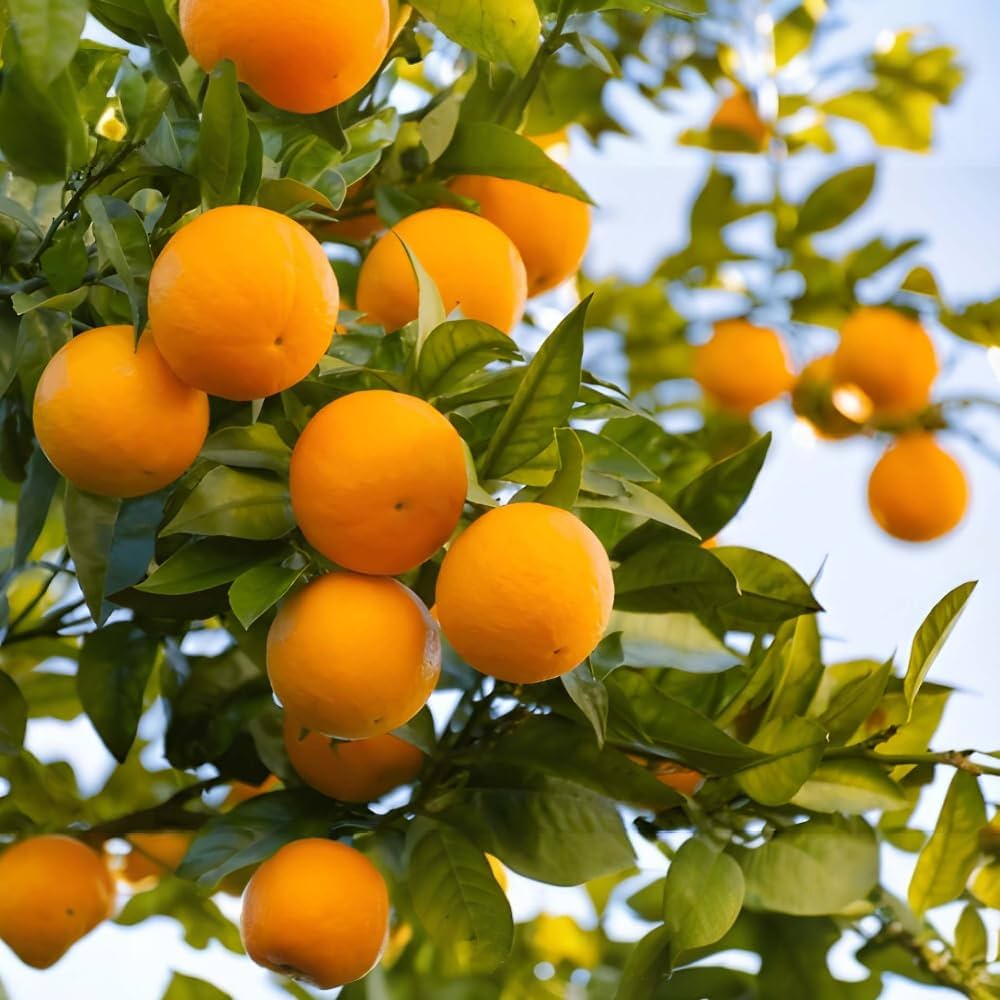 How to Apply Streptomyces Lydicus in Citrus
