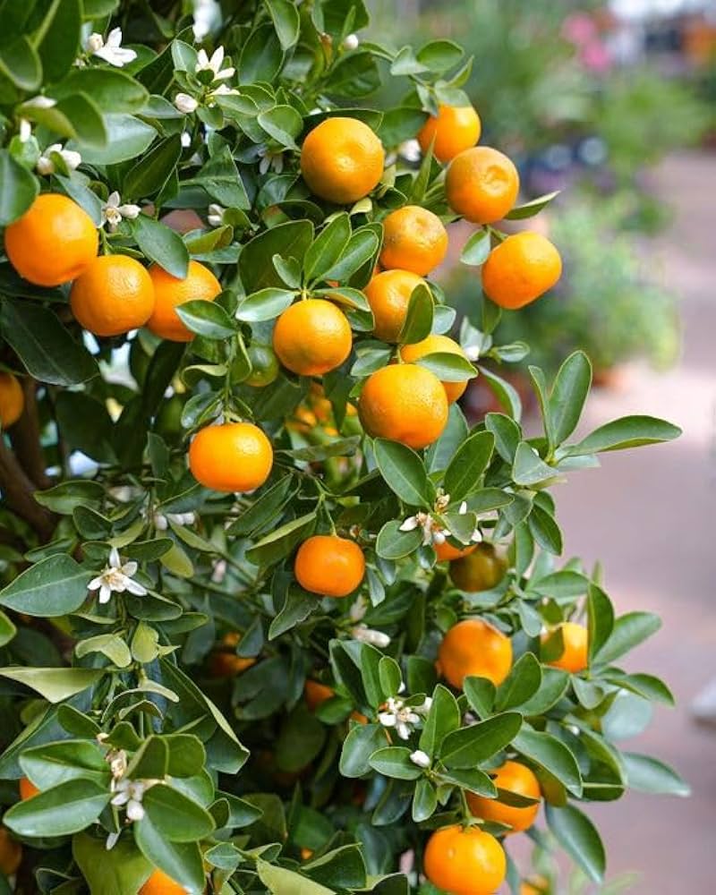 Streptomyces Lydicus for Citrus Plants